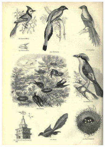 Reproducción/Reproduction 6092511163: The pictorial museum of animated nature. v.1. London :C. Cox,[1844?] 