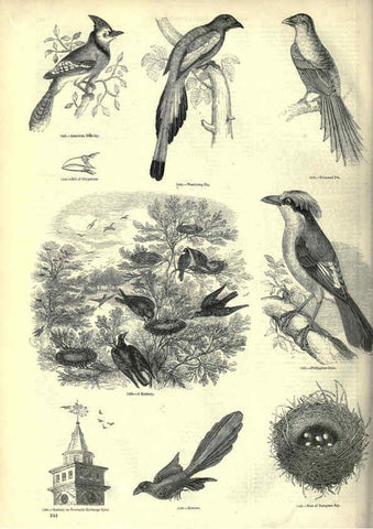 Reproducción/Reproduction 6092511163: The pictorial museum of animated nature. v.1. London :C. Cox,[1844?] 