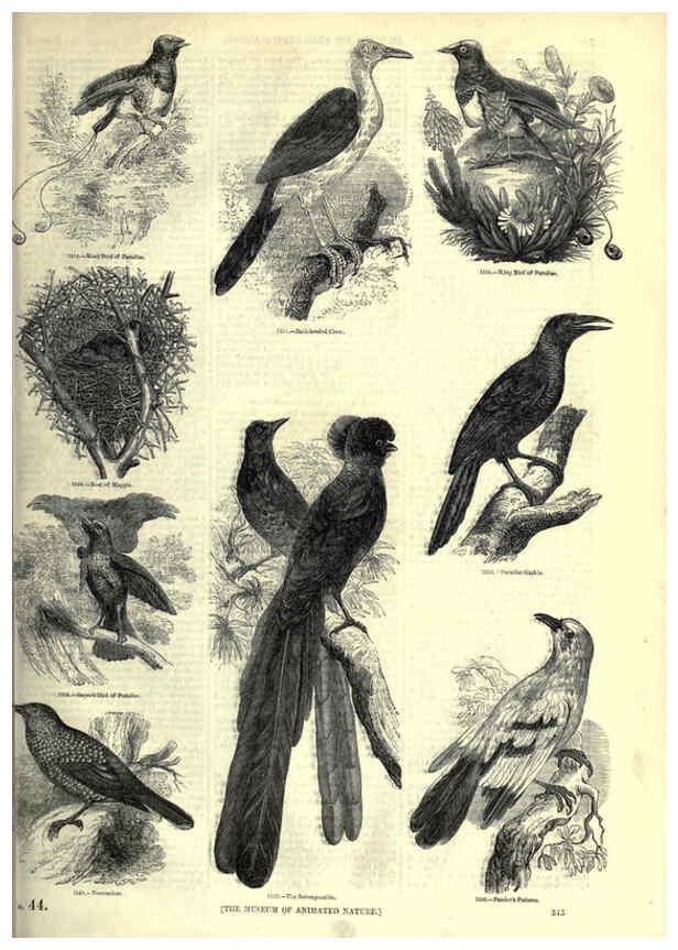 Reproducción/Reproduction 6092511495: The pictorial museum of animated nature. v.1. London :C. Cox,[1844?] 