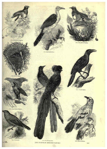 Reproducción/Reproduction 6092511495: The pictorial museum of animated nature. v.1. London :C. Cox,[1844?] 