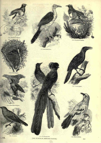 Reproducción/Reproduction 6092511495: The pictorial museum of animated nature. v.1. London :C. Cox,[1844?] 