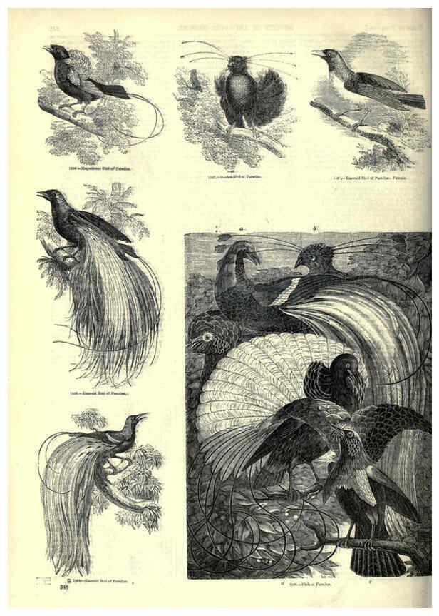 Reproducción/Reproduction 6093051434: The pictorial museum of animated nature. v.1. London :C. Cox,[1844?] 