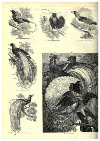 Reproducción/Reproduction 6093051434: The pictorial museum of animated nature. v.1. London :C. Cox,[1844?] 