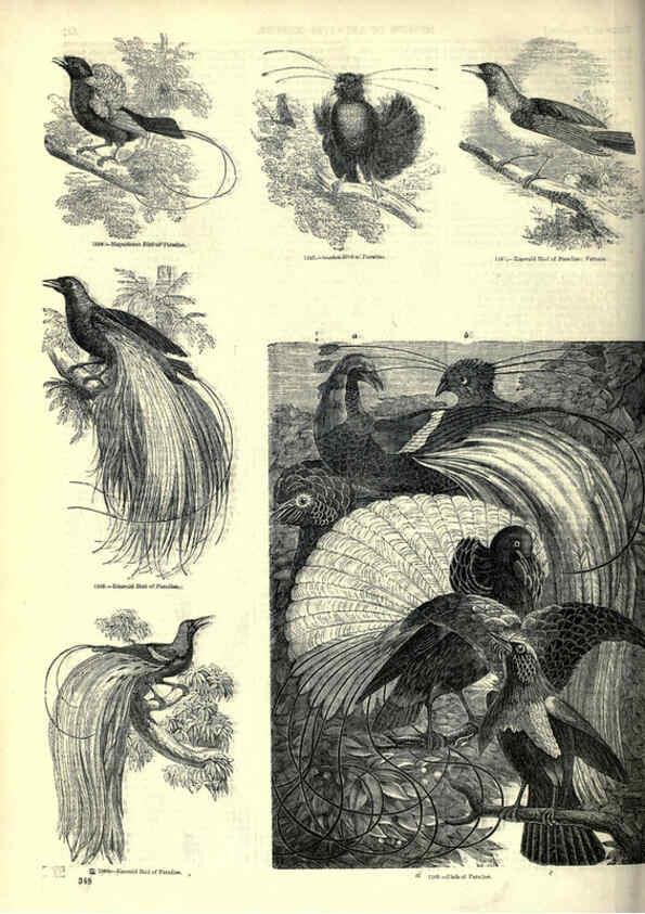 Reproducción/Reproduction 6093051434: The pictorial museum of animated nature. v.1. London :C. Cox,[1844?] 