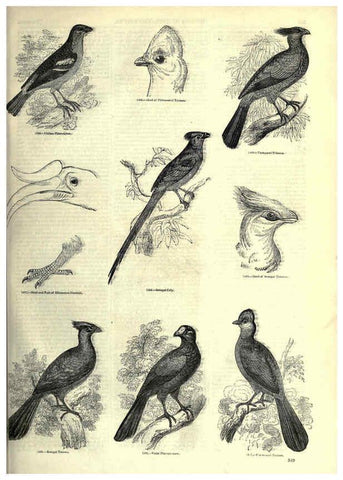 Reproducción/Reproduction 6092511929: The pictorial museum of animated nature. v.1. London :C. Cox,[1844?] 
