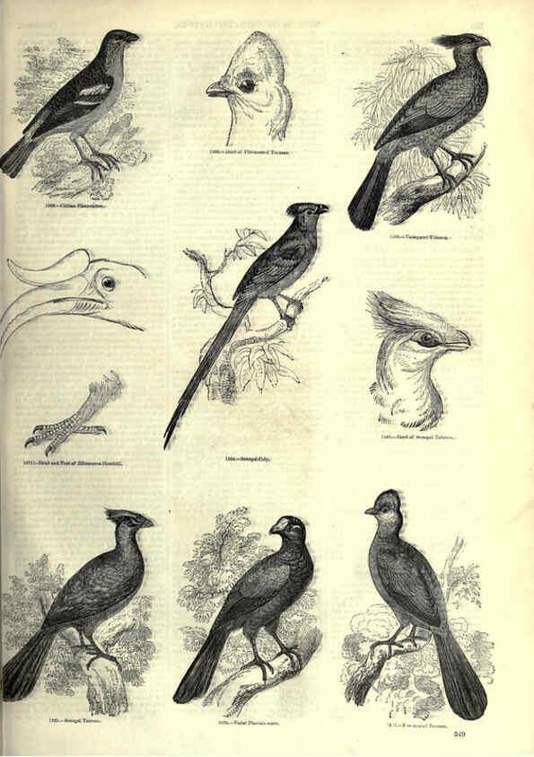 Reproducción/Reproduction 6092511929: The pictorial museum of animated nature. v.1. London :C. Cox,[1844?] 