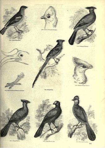 Reproducción/Reproduction 6092511929: The pictorial museum of animated nature. v.1. London :C. Cox,[1844?] 