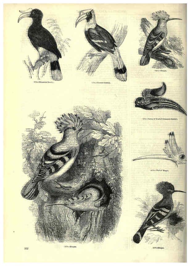 Reproducción/Reproduction 6093051906: The pictorial museum of animated nature. v.1. London :C. Cox,[1844?] 