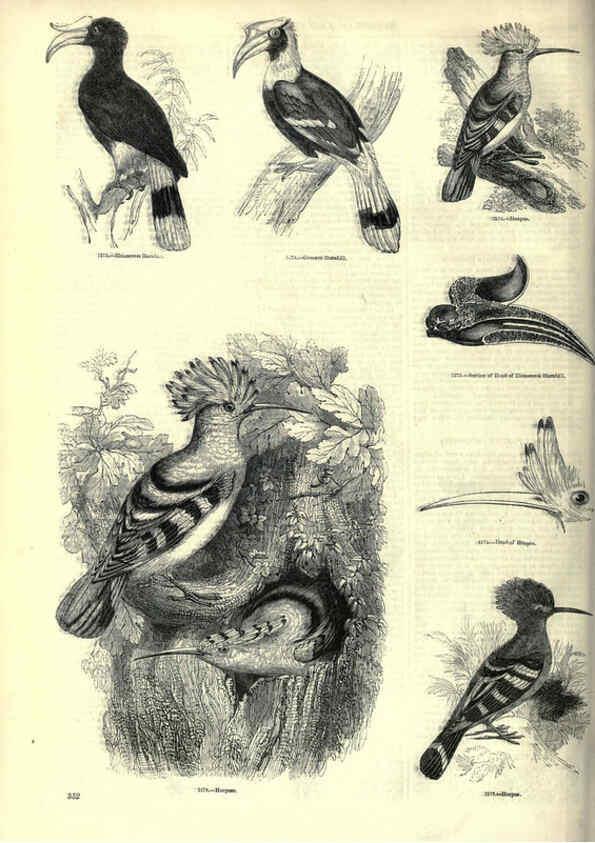 Reproducción/Reproduction 6093051906: The pictorial museum of animated nature. v.1. London :C. Cox,[1844?] 