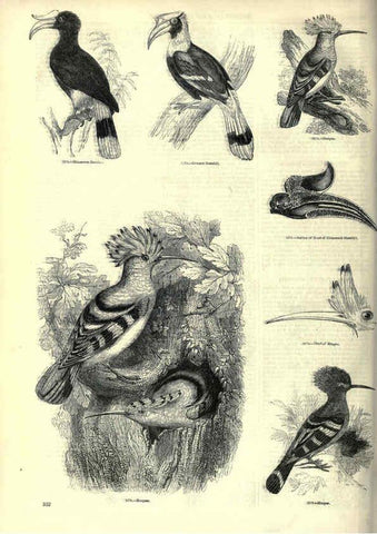 Reproducción/Reproduction 6093051906: The pictorial museum of animated nature. v.1. London :C. Cox,[1844?] 