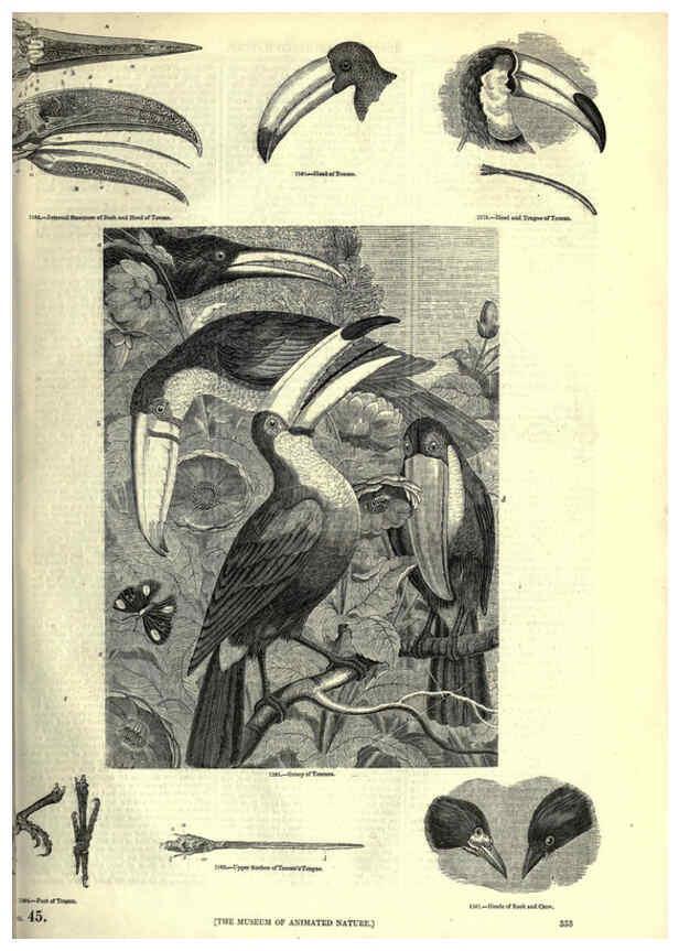 Reproducción/Reproduction 6092512477: The pictorial museum of animated nature. v.1. London :C. Cox,[1844?] 
