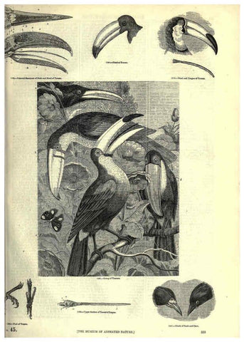 Reproducción/Reproduction 6092512477: The pictorial museum of animated nature. v.1. London :C. Cox,[1844?] 