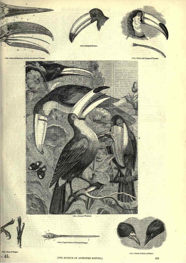 Reproducción/Reproduction 6092512477: The pictorial museum of animated nature. v.1. London :C. Cox,[1844?] 