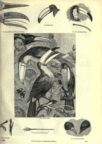 Reproducción/Reproduction 6092512477: The pictorial museum of animated nature. v.1. London :C. Cox,[1844?] 