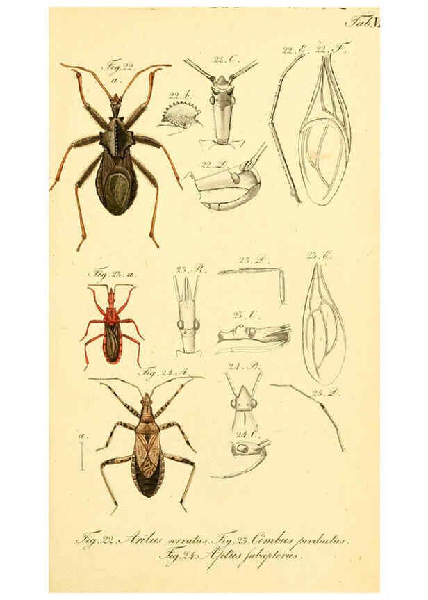 Reproducción/Reproduction 6095997697: Die wanzenartigen Insecten. plates 1-4. Nürnberg :In der C.H. Zeh'schen Buchhandlung,1831-1853