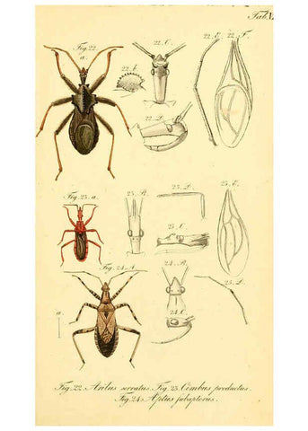 Reproducción/Reproduction 6095997697: Die wanzenartigen Insecten. plates 1-4. Nürnberg :In der C.H. Zeh'schen Buchhandlung,1831-1853
