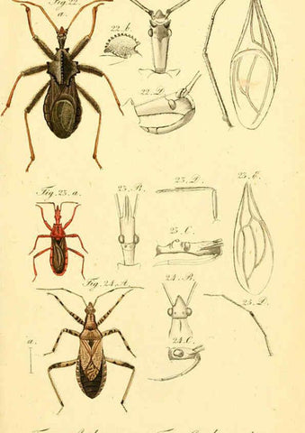 Reproducción/Reproduction 6095997697: Die wanzenartigen Insecten. plates 1-4. Nürnberg :In der C.H. Zeh'schen Buchhandlung,1831-1853