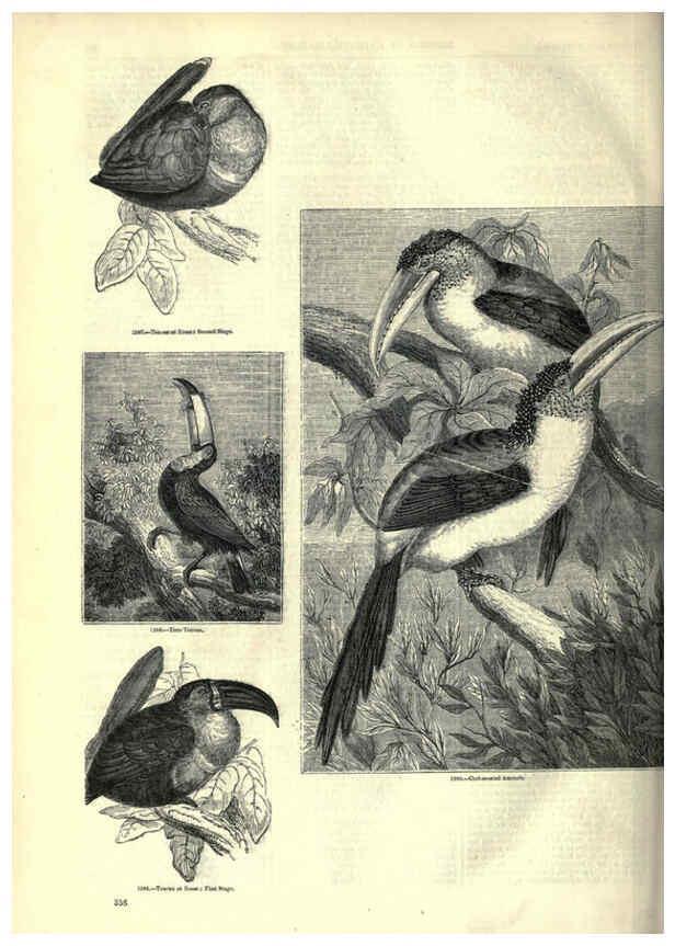 Reproducción/Reproduction 6093052532: The pictorial museum of animated nature. v.1. London :C. Cox,[1844?] 