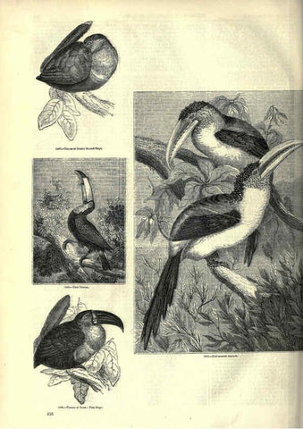 Reproducción/Reproduction 6093052532: The pictorial museum of animated nature. v.1. London :C. Cox,[1844?] 