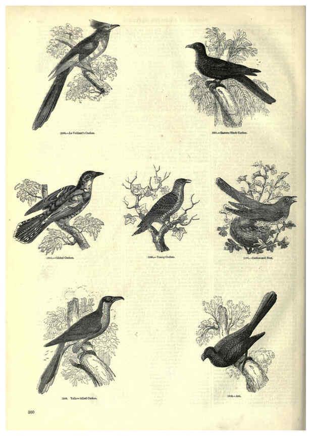 Reproducción/Reproduction 6092513321: The pictorial museum of animated nature. v.1. London :C. Cox,[1844?] 