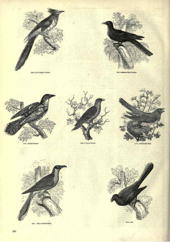 Reproducción/Reproduction 6092513321: The pictorial museum of animated nature. v.1. London :C. Cox,[1844?] 