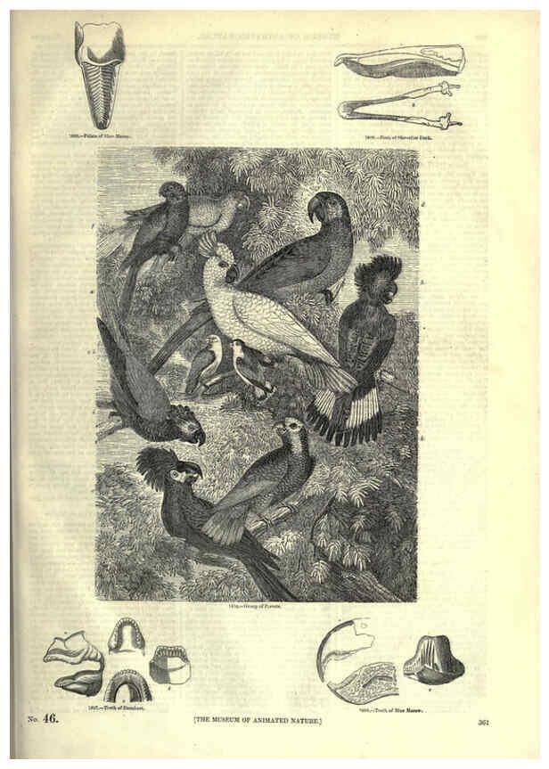 Reproducción/Reproduction 6093053234: The pictorial museum of animated nature. v.1. London :C. Cox,[1844?] 