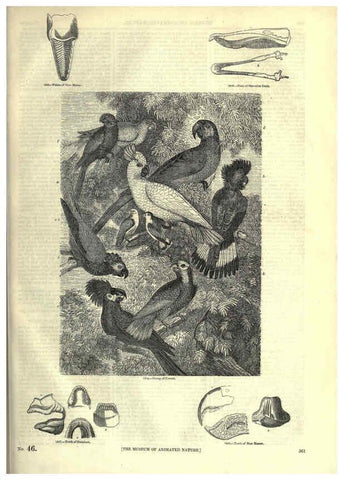 Reproducción/Reproduction 6093053234: The pictorial museum of animated nature. v.1. London :C. Cox,[1844?] 