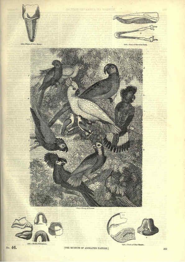 Reproducción/Reproduction 6093053234: The pictorial museum of animated nature. v.1. London :C. Cox,[1844?] 