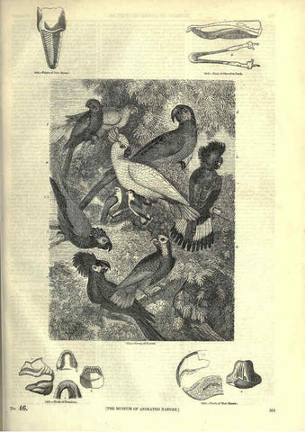 Reproducción/Reproduction 6093053234: The pictorial museum of animated nature. v.1. London :C. Cox,[1844?] 