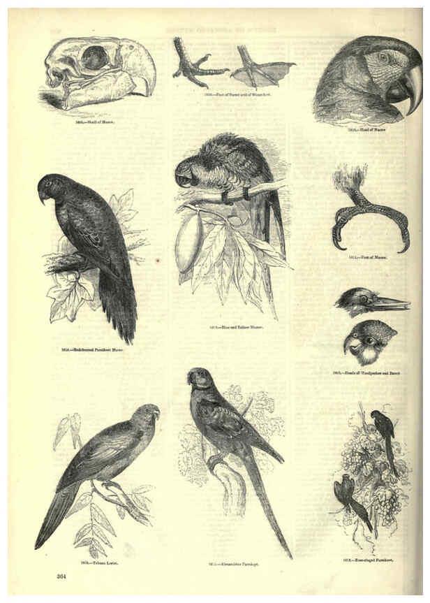 Reproducción/Reproduction 6092514059: The pictorial museum of animated nature. v.1. London :C. Cox,[1844?] 