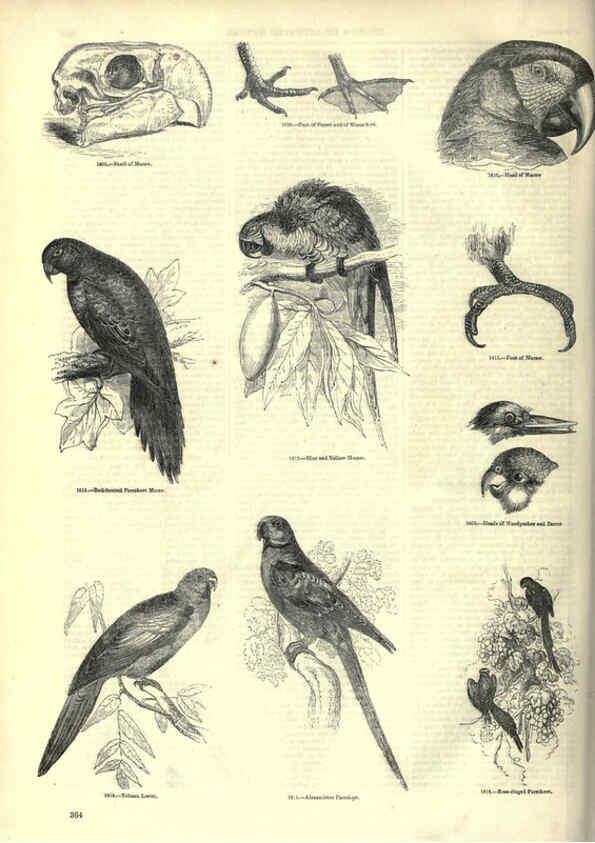 Reproducción/Reproduction 6092514059: The pictorial museum of animated nature. v.1. London :C. Cox,[1844?] 
