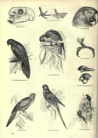 Reproducción/Reproduction 6092514059: The pictorial museum of animated nature. v.1. London :C. Cox,[1844?] 