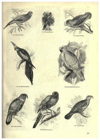 Reproducción/Reproduction 6093054118: The pictorial museum of animated nature. v.1. London :C. Cox,[1844?] 