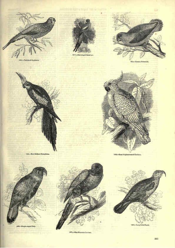 Reproducción/Reproduction 6093054118: The pictorial museum of animated nature. v.1. London :C. Cox,[1844?] 
