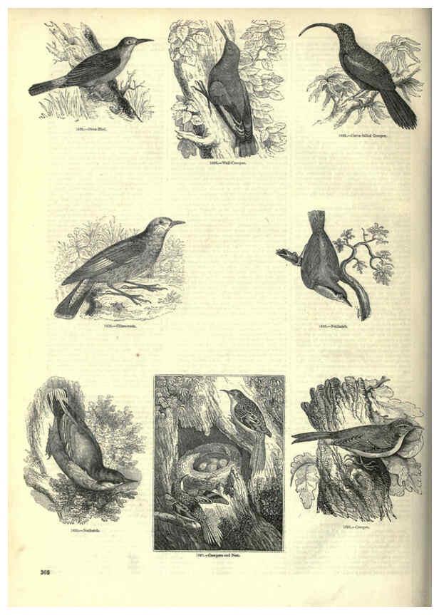 Reproducción/Reproduction 6092514629: The pictorial museum of animated nature. v.1. London :C. Cox,[1844?] 