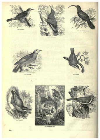 Reproducción/Reproduction 6092514629: The pictorial museum of animated nature. v.1. London :C. Cox,[1844?] 