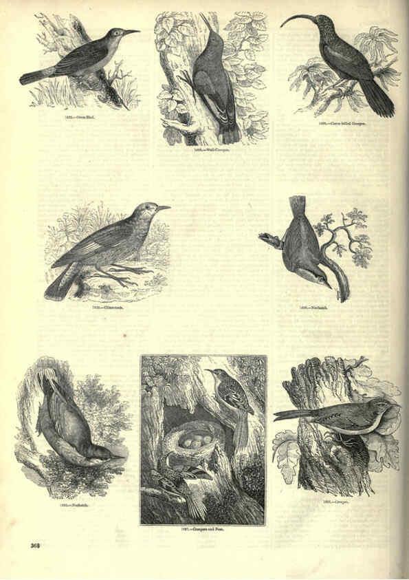 Reproducción/Reproduction 6092514629: The pictorial museum of animated nature. v.1. London :C. Cox,[1844?] 