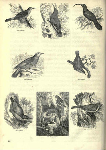 Reproducción/Reproduction 6092514629: The pictorial museum of animated nature. v.1. London :C. Cox,[1844?] 