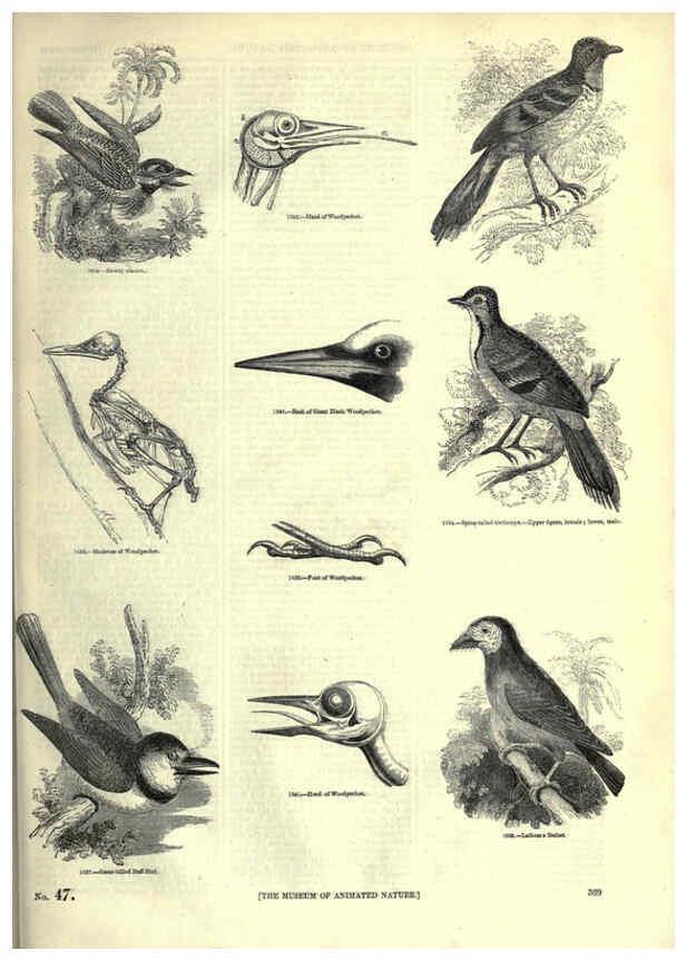 Reproducción/Reproduction 6092514977: The pictorial museum of animated nature. v.1. London :C. Cox,[1844?] 