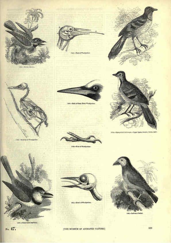 Reproducción/Reproduction 6092514977: The pictorial museum of animated nature. v.1. London :C. Cox,[1844?] 