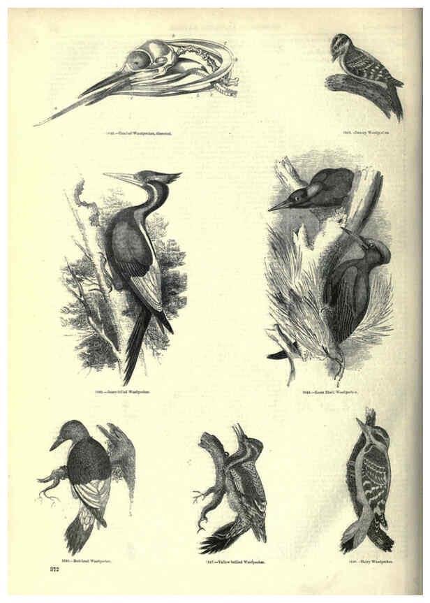 Reproducción/Reproduction 6092515365: The pictorial museum of animated nature. v.1. London :C. Cox,[1844?] 