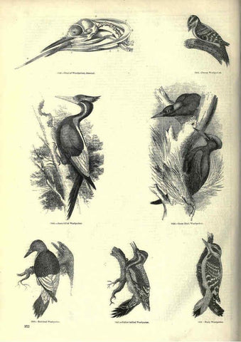 Reproducción/Reproduction 6092515365: The pictorial museum of animated nature. v.1. London :C. Cox,[1844?] 