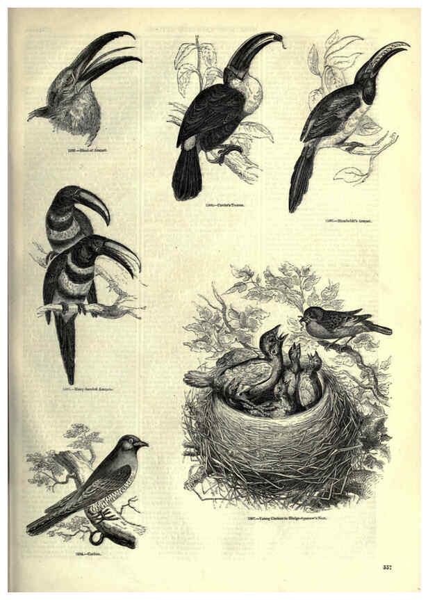 Reproducción/Reproduction 6092513127: The pictorial museum of animated nature. v.1. London :C. Cox,[1844?] 