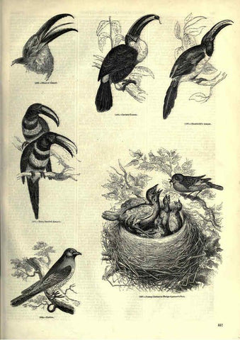 Reproducción/Reproduction 6092513127: The pictorial museum of animated nature. v.1. London :C. Cox,[1844?] 