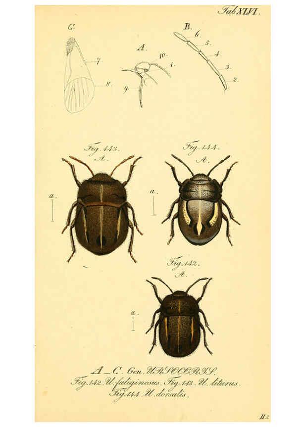 Reproducción/Reproduction 6096551786: Die wanzenartigen Insecten. plates 1-4. Nürnberg :In der C.H. Zeh'schen Buchhandlung,1831-1853