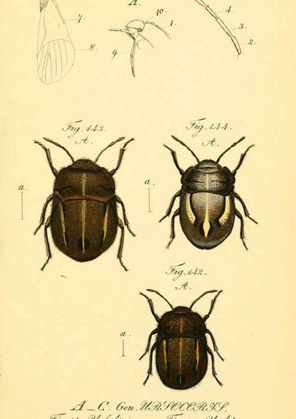 Reproducción/Reproduction 6096551786: Die wanzenartigen Insecten. plates 1-4. Nürnberg :In der C.H. Zeh'schen Buchhandlung,1831-1853