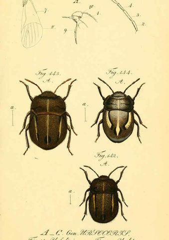 Reproducción/Reproduction 6096551786: Die wanzenartigen Insecten. plates 1-4. Nürnberg :In der C.H. Zeh'schen Buchhandlung,1831-1853
