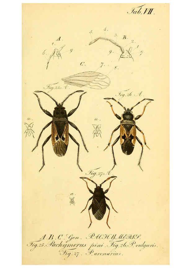 Reproducción/Reproduction 6095997935: Die wanzenartigen Insecten. plates 1-4. Nürnberg :In der C.H. Zeh'schen Buchhandlung,1831-1853