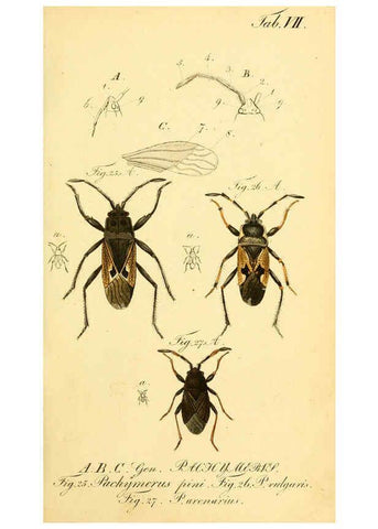 Reproducción/Reproduction 6095997935: Die wanzenartigen Insecten. plates 1-4. Nürnberg :In der C.H. Zeh'schen Buchhandlung,1831-1853