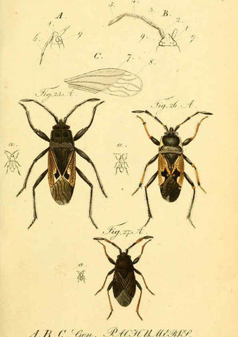 Reproducción/Reproduction 6095997935: Die wanzenartigen Insecten. plates 1-4. Nürnberg :In der C.H. Zeh'schen Buchhandlung,1831-1853